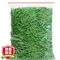 雀舌茶叶 新茶明前绿茶小米芽单芽嫩芽贵州湄潭雀舌高山云雾翠芽毛峰毛尖散装袋装250g/袋